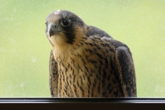 The male juvenile at the end of it's first flight, on a ledge on the 14th floor, 10th June 2016. Photo by Craig Denford.