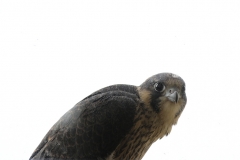 The male juvenile at the end of it's first flight, on a ledge on the 14th floor, 10th June 2016. Photo by Craig Denford.