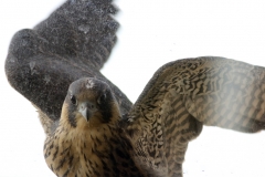 The male juvenile at the end of it's first flight, on a ledge on the 14th floor, 10th June 2016. Photo by Craig Denford.