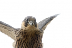 The male juvenile at the end of it's first flight, on a ledge on the 14th floor, 10th June 2016. Photo by Craig Denford.