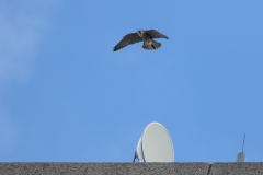 Juvenile Peregrine flying over the Satellite Dish. Photo by Craig Denford.