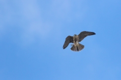 Juvenile Peregrine in the sky. Photo by Craig Denford.