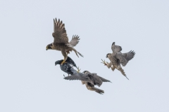 Food drop. Photo by Craig Denford.