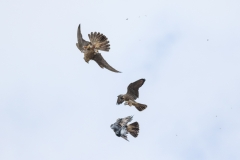 Food drop. Photo by Craig Denford.