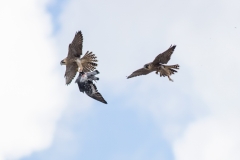 Food drop. Photo by Craig Denford.