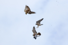 Food drop. Photo by Craig Denford.