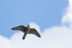 Peregrine overhead. Photo by Craig Denford.
