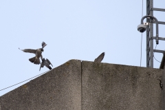 Food Pass Sequence. Photo by James Sellen.