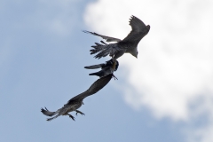 Food Pass Sequence. Photo by James Sellen.