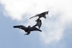 Food Pass Sequence. Photo by James Sellen.