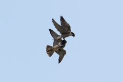 Food Pass Sequence. Photo by James Sellen.