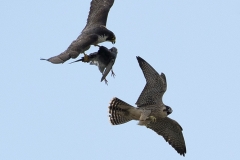 Food Pass Sequence. Photo by James Sellen.