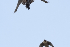Food Pass Sequence. Photo by James Sellen.