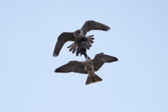 Food Pass Sequence. Photo by James Sellen.