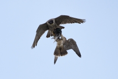 Food Pass Sequence. Photo by James Sellen.