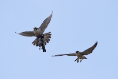 Food Pass Sequence. Photo by James Sellen.