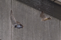 Food Pass Sequence. Photo by James Sellen.