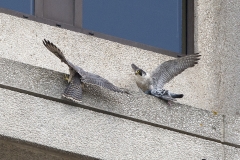 Food Pass Sequence. Photo by James Sellen.