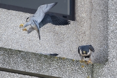 Tiercel and Falcon, Export House. Photo by James Sellen.