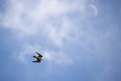 Falcon in Flight. Photo by James Sellen.