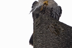 Tiercel, Export House. Photo by James Sellen.