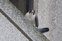 Tiercel, Export House. Photo by James Sellen.