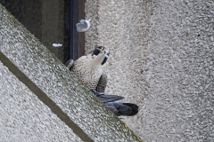 Tiercel, Export House. Photo by James Sellen.