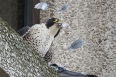 Tiercel, Export House. Photo by James Sellen.