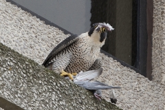 Falcon, Export House. Photo by James Sellen.