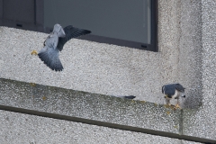 Tiercel and Falcon, Export House. Photo by James Sellen.