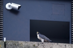 Falcon outside the nest box. Photo by James Sellen.