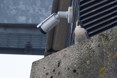 Tiercel, Export House. Photo by James Sellen.