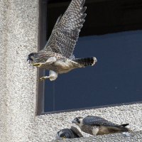 Peregrines 2018