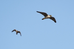 Adult tiercel and juvenile. Photo by James Sellen.