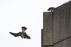 Peregrines. Photo by James Sellen.