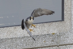 Adult falcon. Photo by James Sellen.