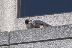 Adult falcon and Juvenile. Photo by James Sellen.