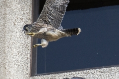 Adult falcon and Juveniles. Photo by James Sellen.