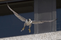 Adult falcon. Photo by James Sellen.