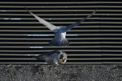 Peregrines, West side, Export House by James Sellen