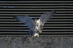 Peregrines, West side, Export House by James Sellen