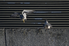 Peregrines, West side, Export House by James Sellen