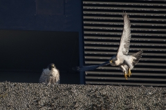 Peregrines, West side, Export House by James Sellen