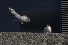 Peregrines, North West side, Export House by James Sellen