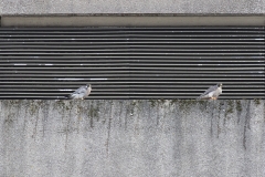 Peregrine Line Up by Craig Denford