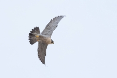 Peregrine Swooping by Craig Denford