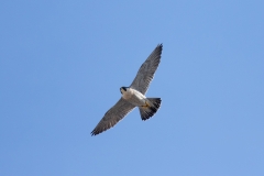 Peregrine Hovering by Craig Denford