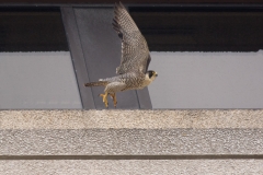 Adult Peregrine taking flight from a 9th floor ledge. Photo by Craig Denford.