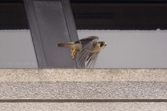 Adult Peregrine taking flight from a 9th floor ledge. Photo by Craig Denford.