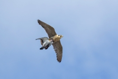 Adult Peregrine with a Pigeon. Photo by Craig Denford.